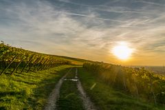 Weinberg im Herbst