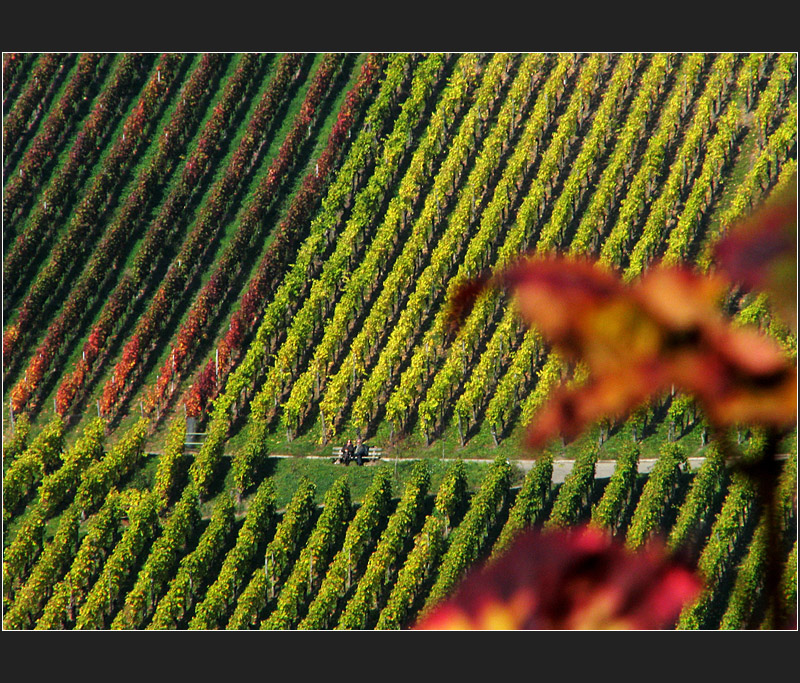 Weinberg im Herbst