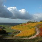 Weinberg im Herbst