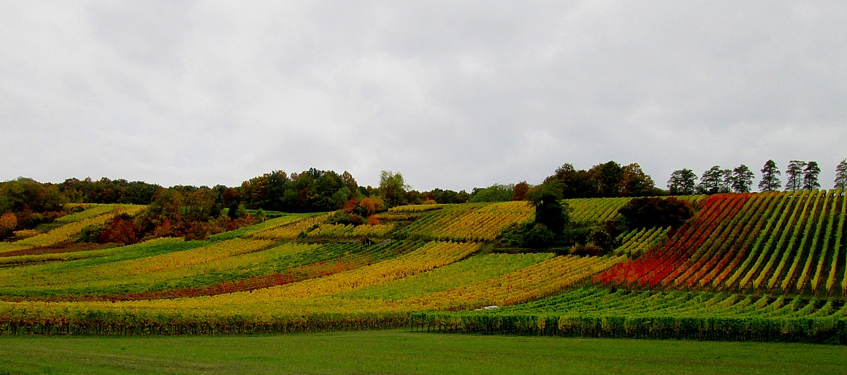 Weinberg im Herbst