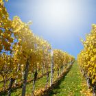 Weinberg im Herbst