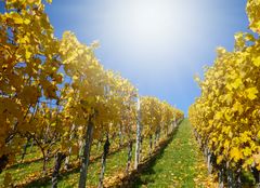 Weinberg im Herbst