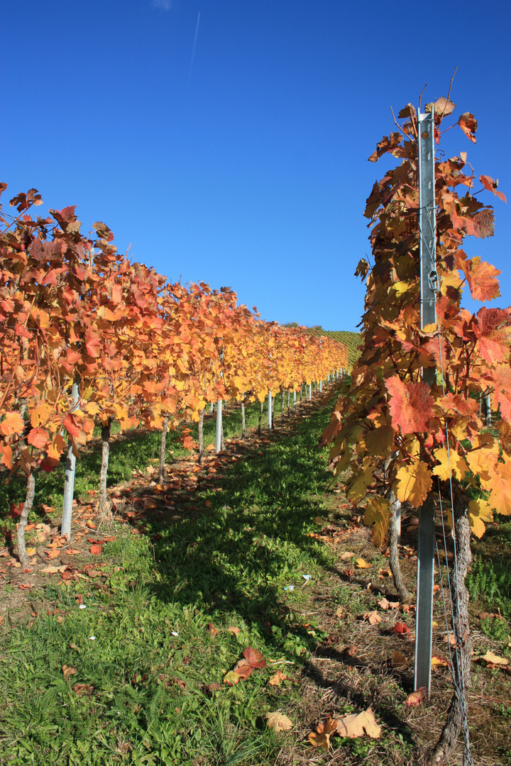 Weinberg im Herbst