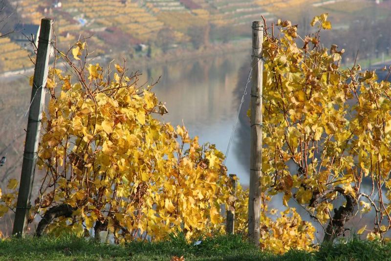 Weinberg im Herbst