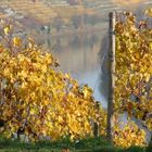 Weinberg im Herbst