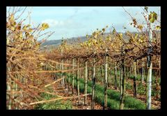 Weinberg im Herbst