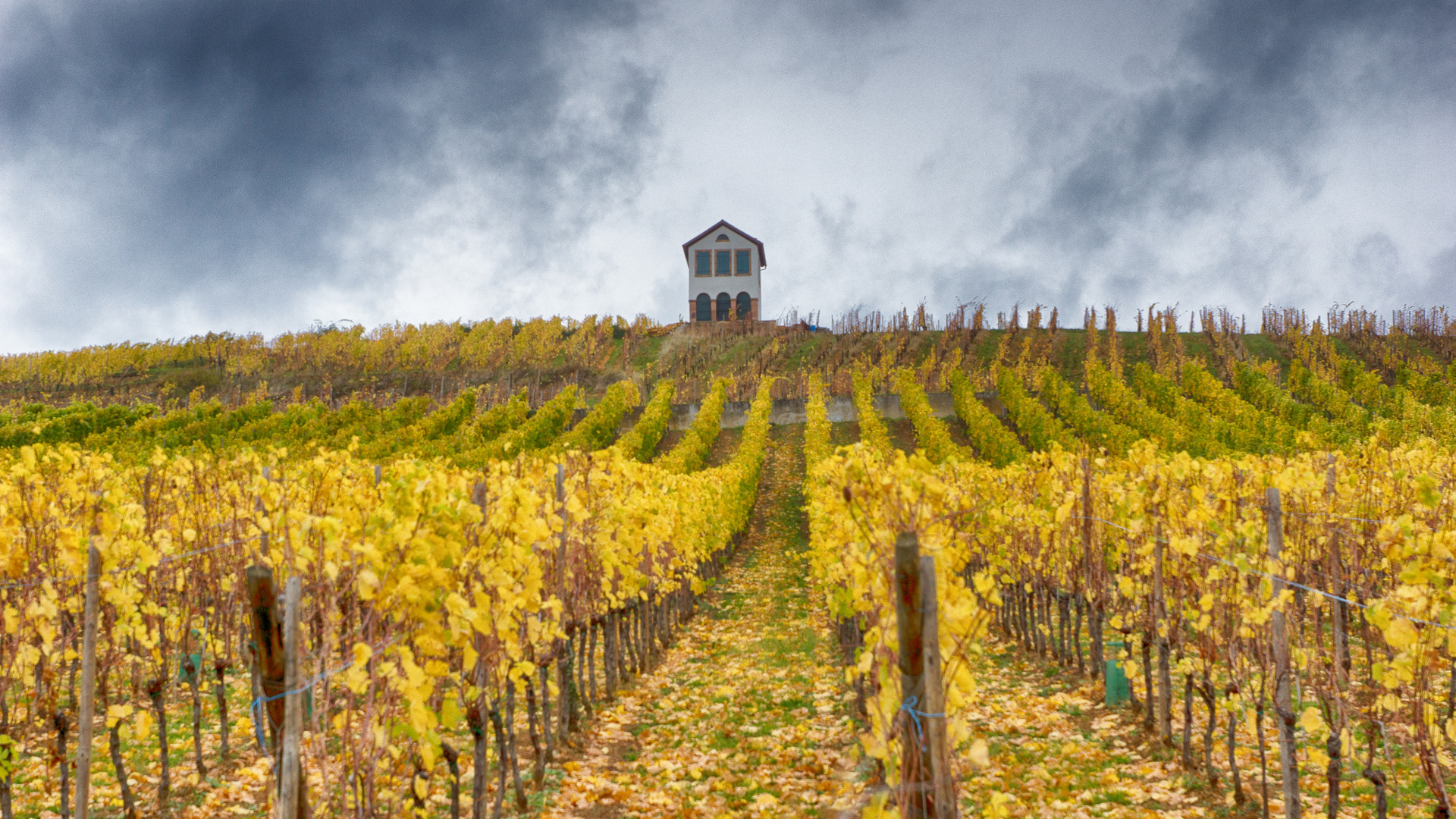 Weinberg im Herbst