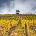 Weinberg im Herbst