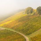 Weinberg im Herbst