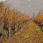 Weinberg im Herbst