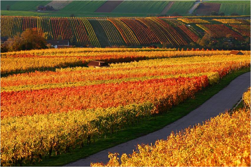 weinberg im herbst : farben der natur