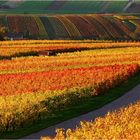 weinberg im herbst : farben der natur