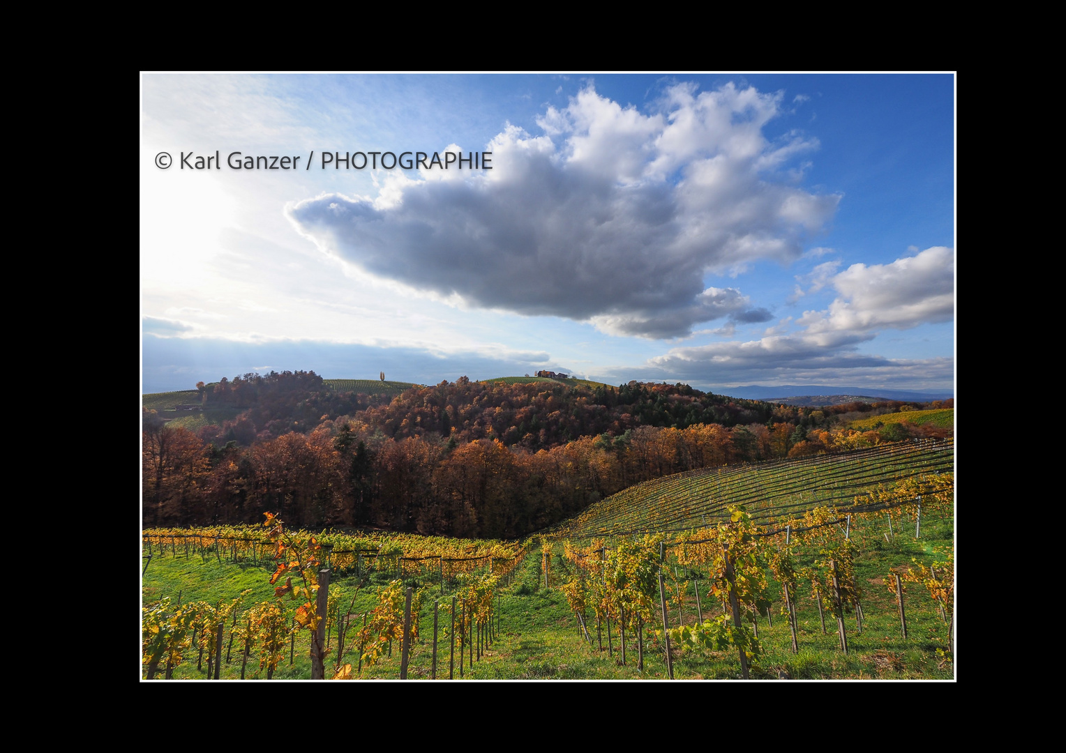 Weinberg im Herbst Südsteiermark