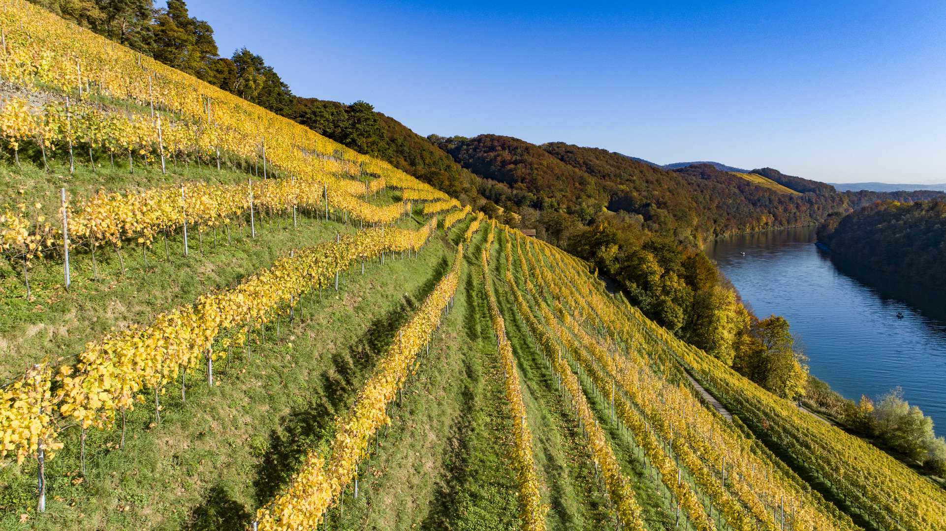 Weinberg im Herbstkleid