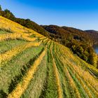 Weinberg im Herbstkleid