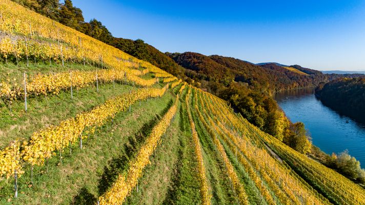 Weinberg im Herbstkleid