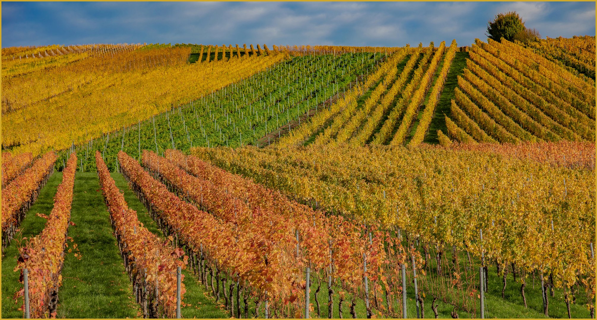 Weinberg im Herbstlicht