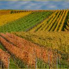 Weinberg im Herbstlicht