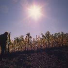 Weinberg im Herbstlicht