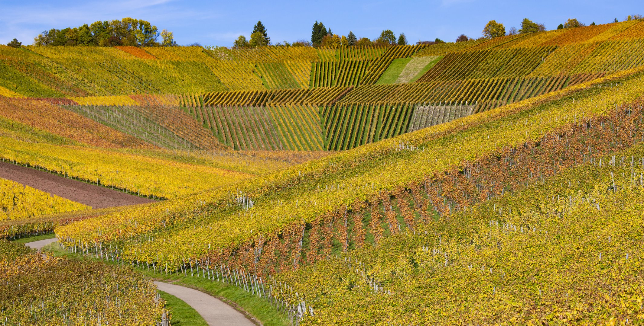 Weinberg im Herbstlicht