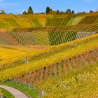 Weinberg im Herbstlicht