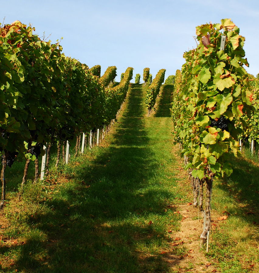 Weinberg im Kochertal