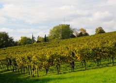 Weinberg im Kraichgau