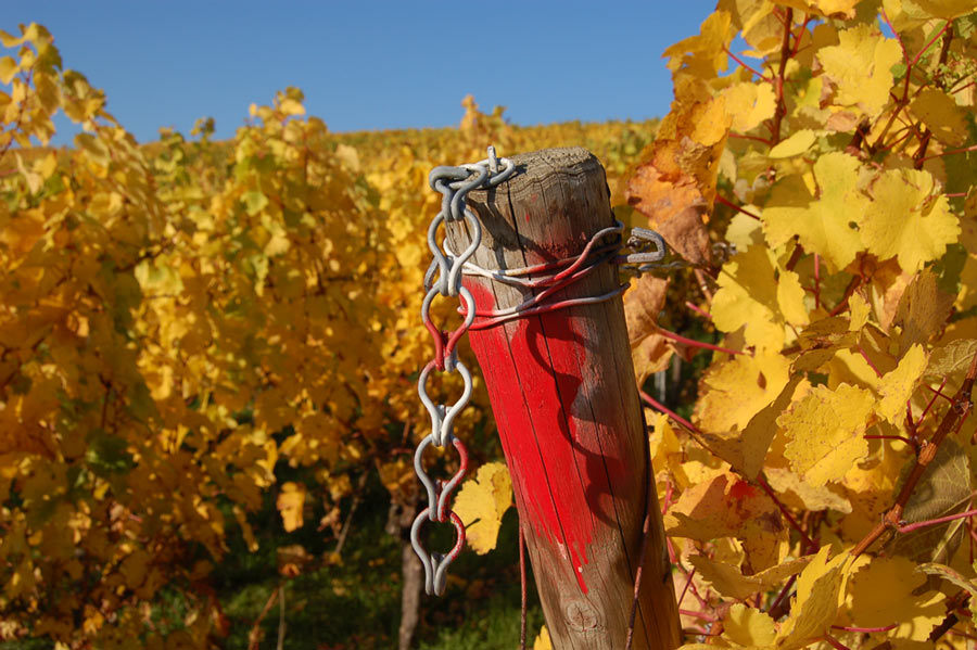 Weinberg im Kraichgau (Oktober)