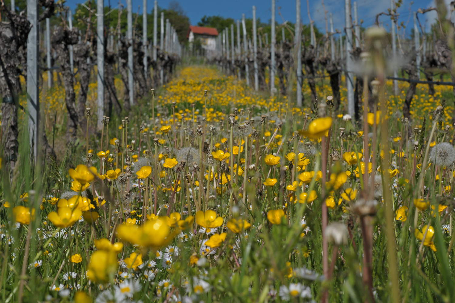 Weinberg im Mai