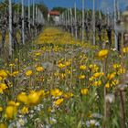 Weinberg im Mai