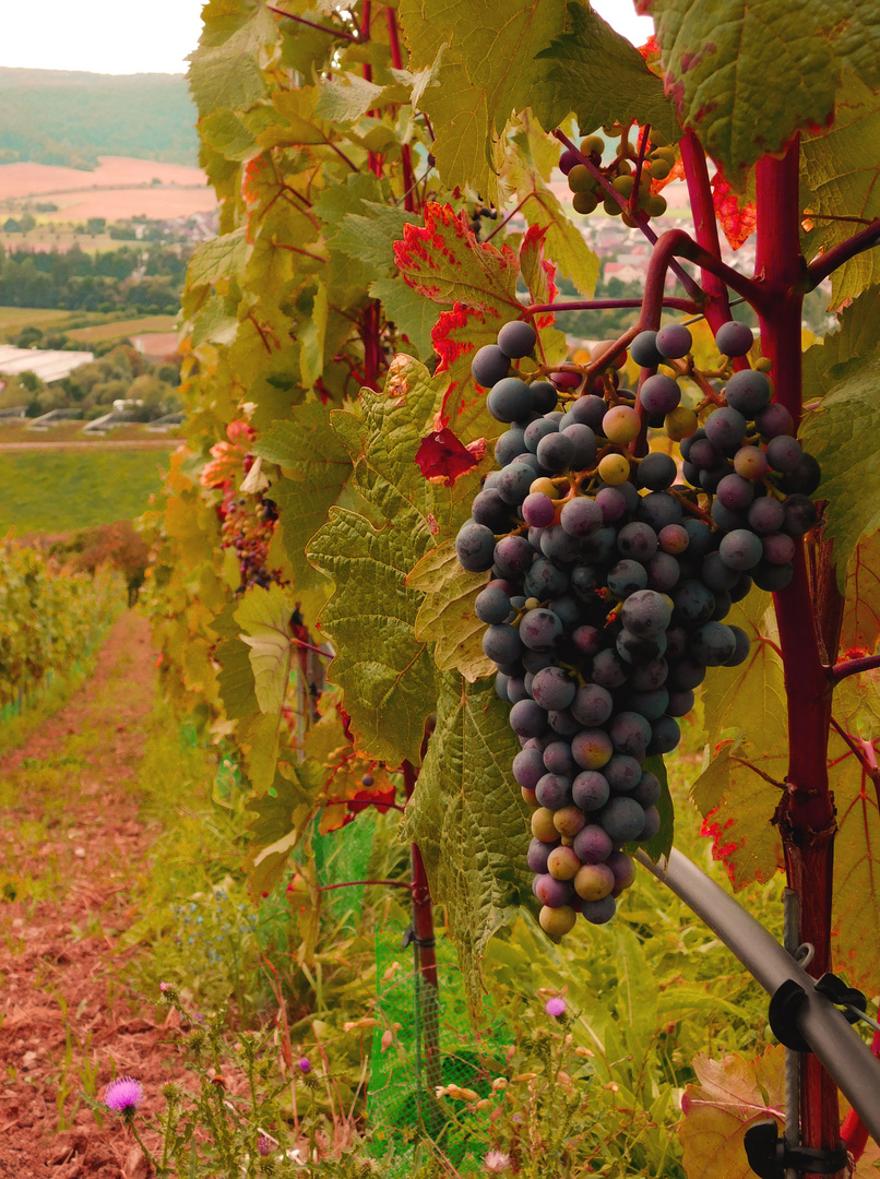 Weinberg im Maintal