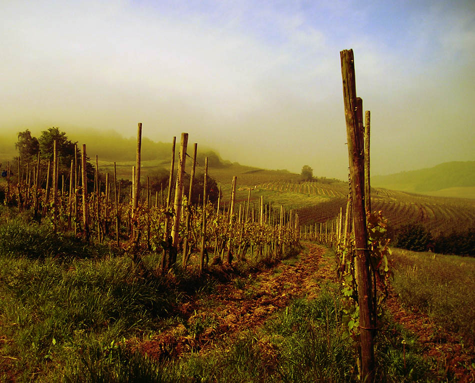 Weinberg im Morgendunst