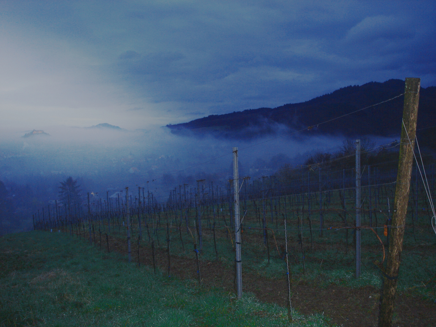 Weinberg im Morgennebel