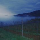 Weinberg im Morgennebel