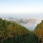 Weinberg im Morgennebel