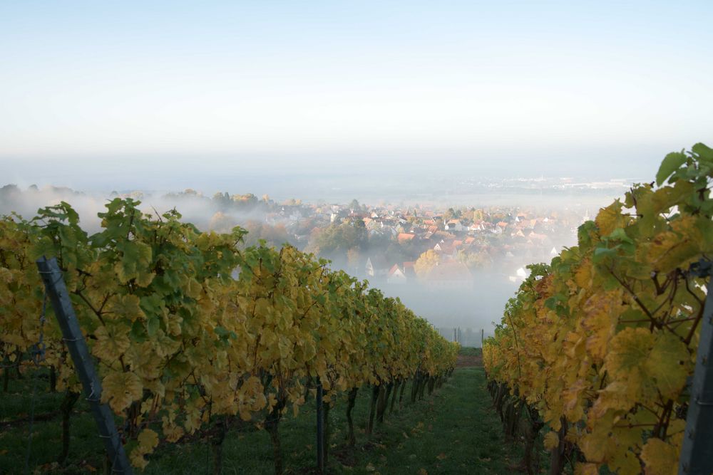 Weinberg im Morgennebel