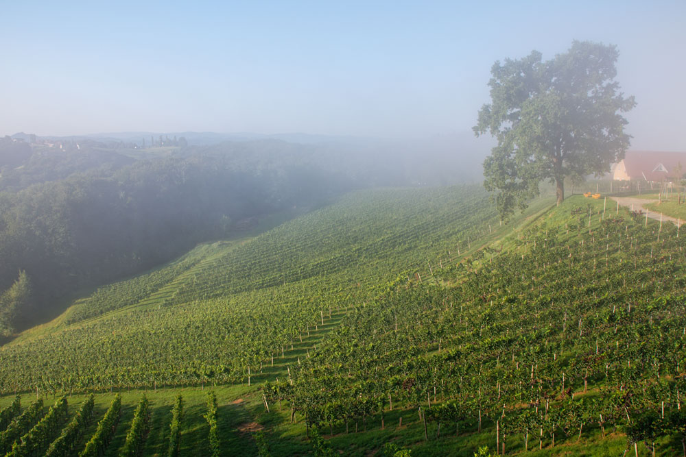 Weinberg im Morgennebel