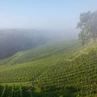 Weinberg im Morgennebel