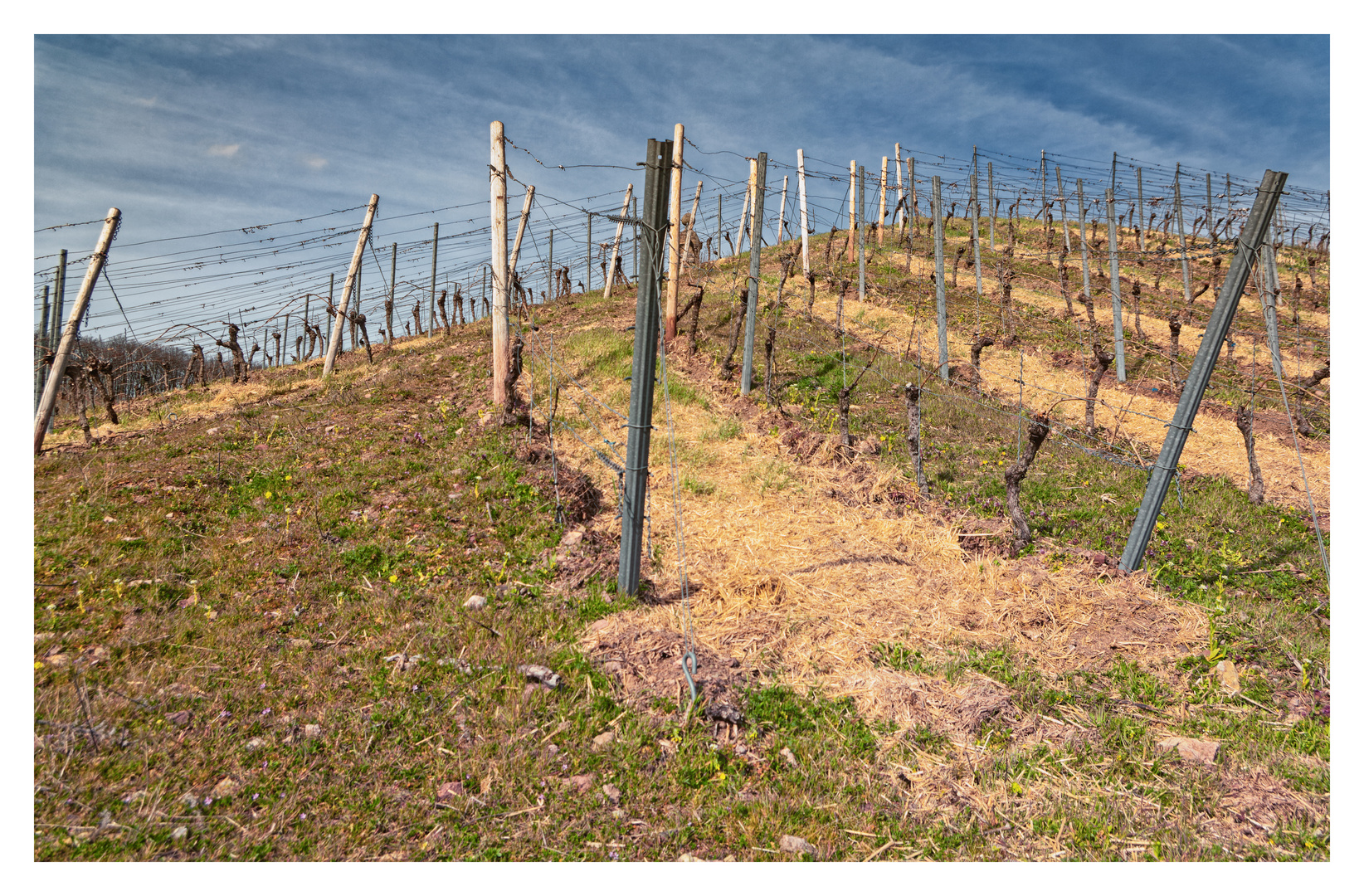 Weinberg im Naheland