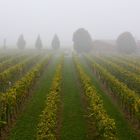 WEINBERG IM NEBEL