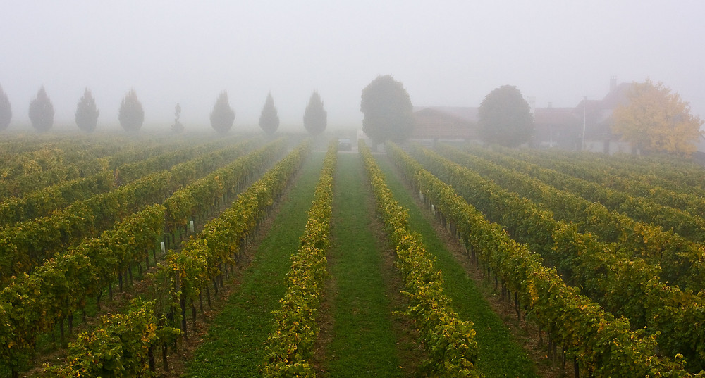 WEINBERG IM NEBEL