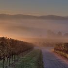 Weinberg im Nebel