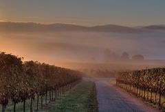 Weinberg im Nebel