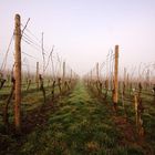 Weinberg im Nebel