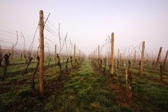 Weinberg im Nebel