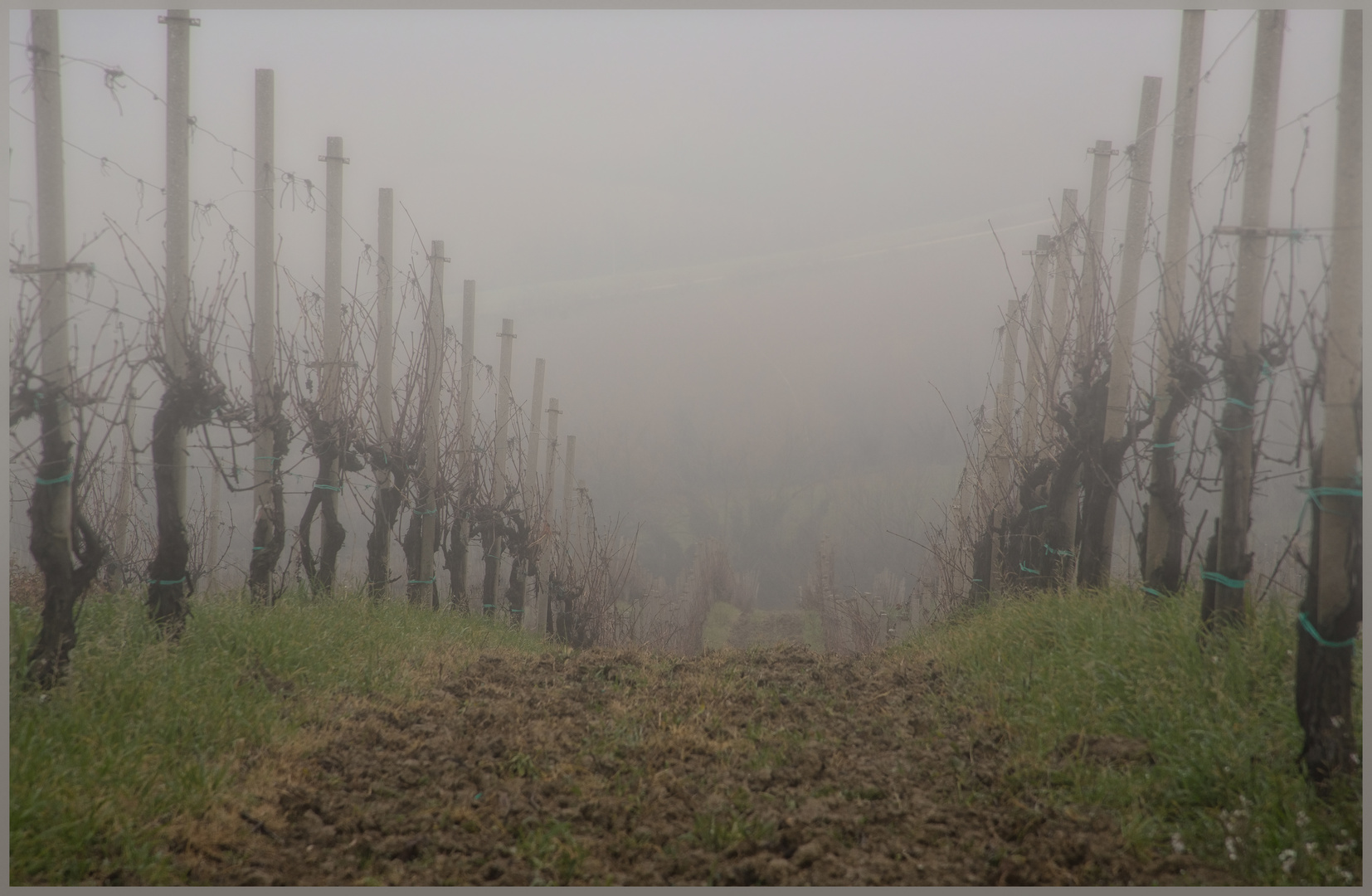 Weinberg im Nebel