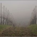 Weinberg im Nebel