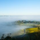 Weinberg im Nebel