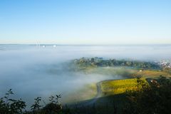 Weinberg im Nebel