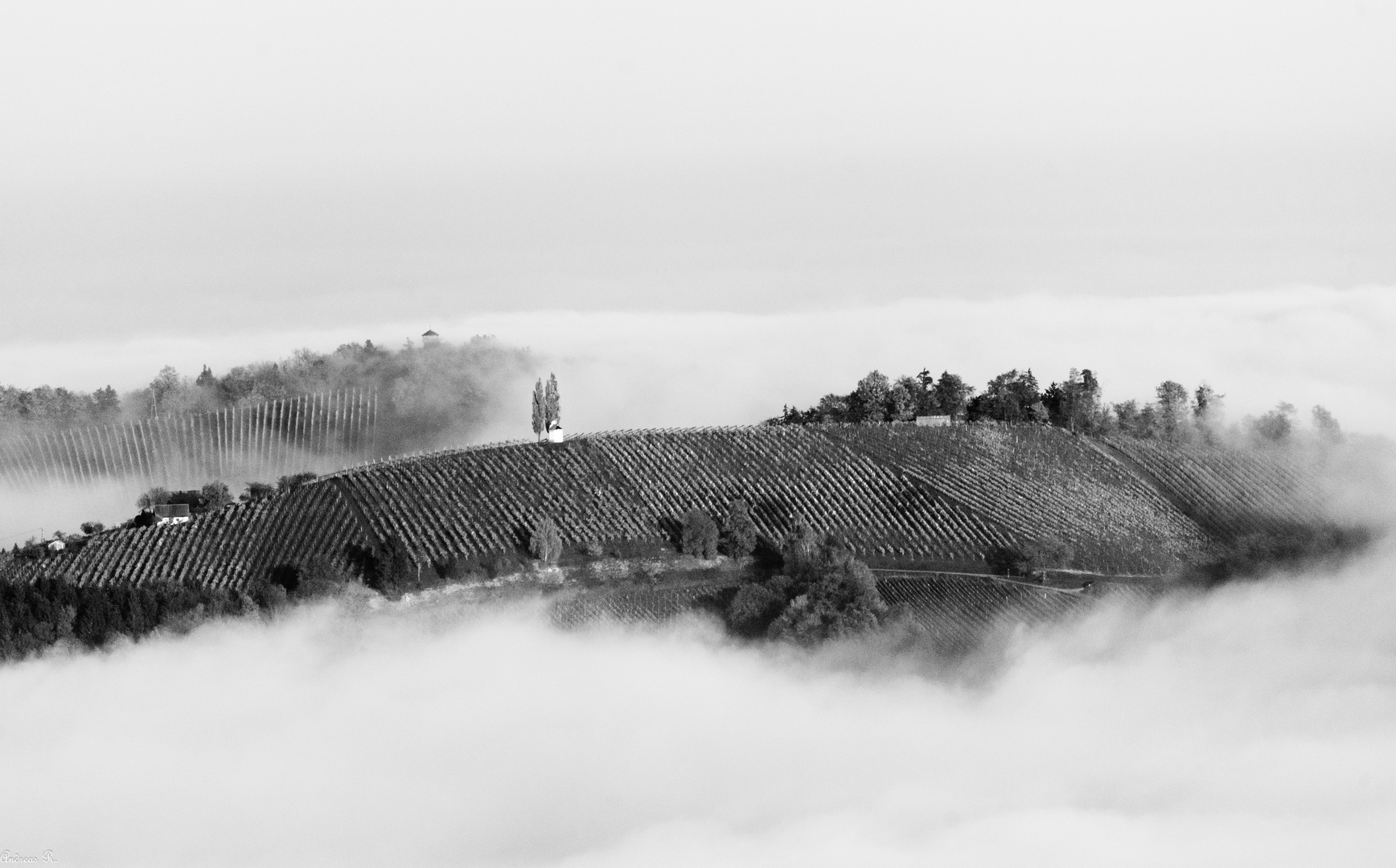 weinberg im nebel